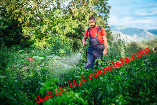 شركة مكافحة حشرات بأبو عريش